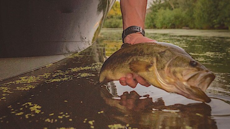 Five Midwest fishing trips to take this summer